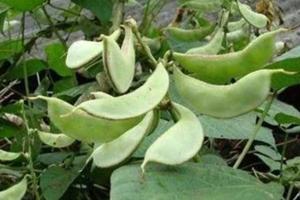 扁豆的简介,属于豆科、扁豆属藤本植物