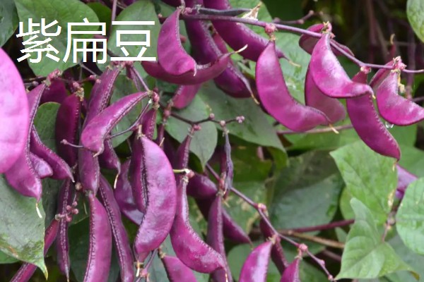 扁豆的简介,属于豆科、扁豆属藤本植物