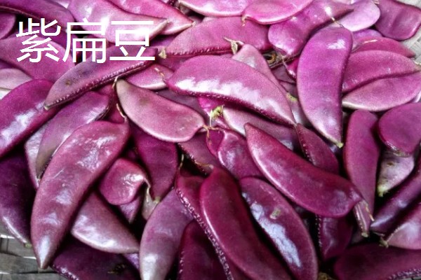 扁豆的简介,属于豆科、扁豆属藤本植物