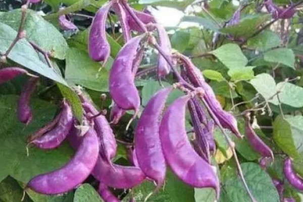 扁豆的简介,属于豆科、扁豆属藤本植物