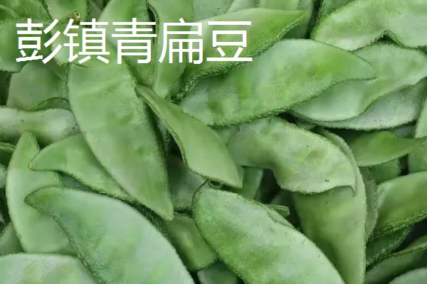 扁豆的简介,属于豆科、扁豆属藤本植物