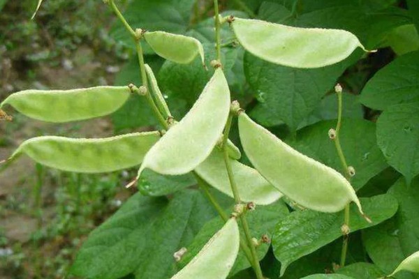 扁豆的简介,属于豆科、扁豆属藤本植物