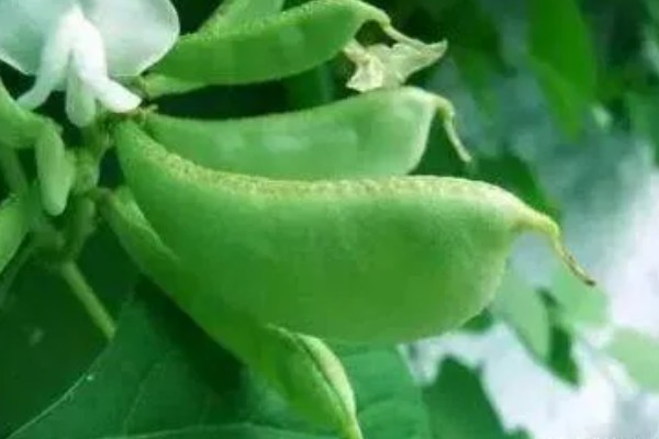 扁豆的简介,属于豆科、扁豆属藤本植物