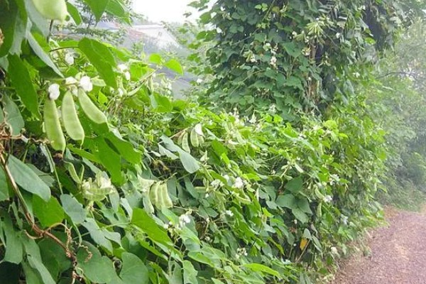 扁豆的简介,属于豆科、扁豆属藤本植物