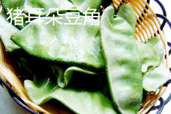 扁豆的简介,属于豆科、扁豆属藤本植物