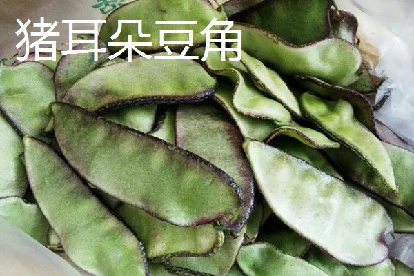 扁豆的简介,属于豆科、扁豆属藤本植物