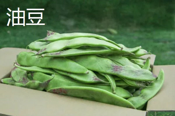 扁豆的简介,属于豆科、扁豆属藤本植物