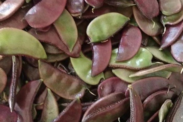 扁豆的简介,属于豆科、扁豆属藤本植物