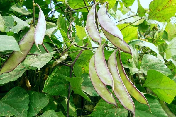 扁豆的简介,属于豆科、扁豆属藤本植物