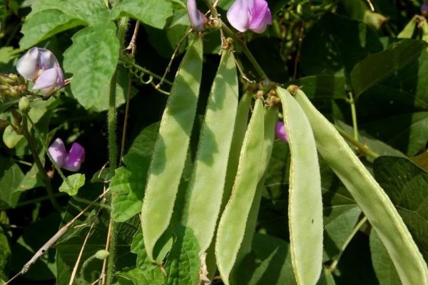 扁豆的简介,属于豆科、扁豆属藤本植物