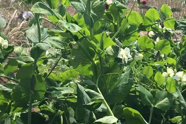 扁豆的简介,属于豆科、扁豆属藤本植物