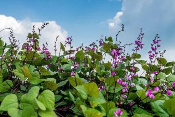 扁豆的简介,属于豆科、扁豆属藤本植物