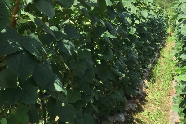 扁豆的简介,属于豆科、扁豆属藤本植物
