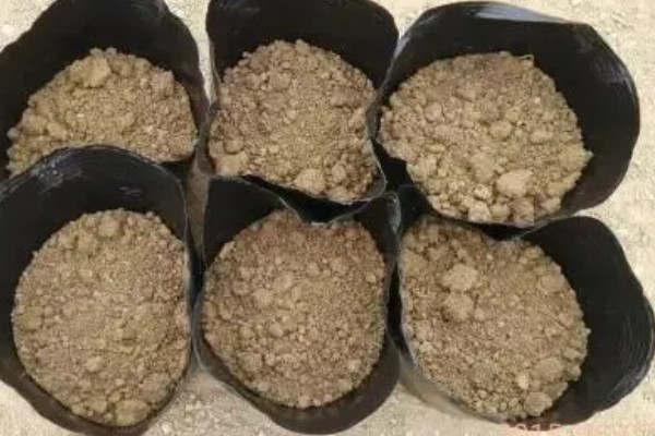 扁豆的简介,属于豆科、扁豆属藤本植物