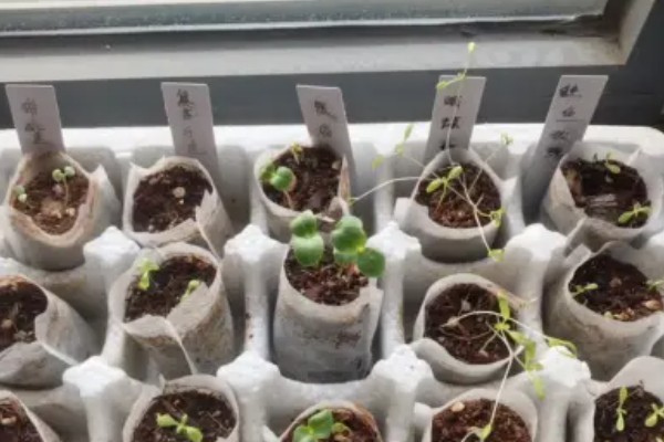 扁豆的简介,属于豆科、扁豆属藤本植物