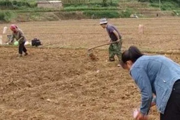 扁豆的简介,属于豆科、扁豆属藤本植物