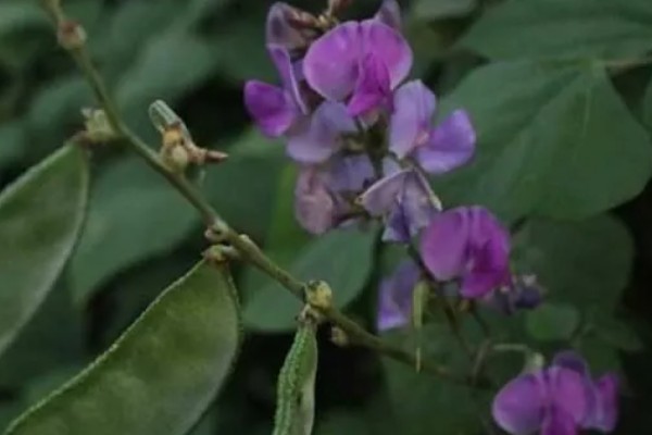 扁豆的简介,属于豆科、扁豆属藤本植物