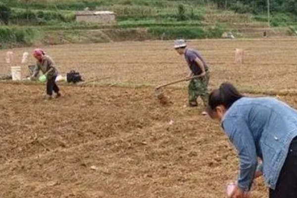 8424西瓜的培育过程，可以使用电加温育苗法