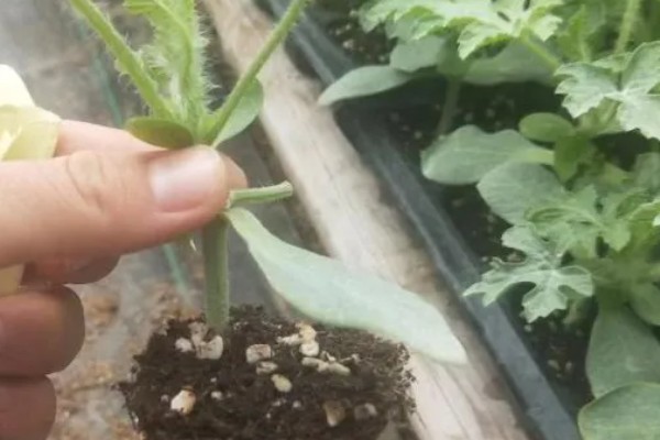 8424西瓜的培育过程，可以使用电加温育苗法