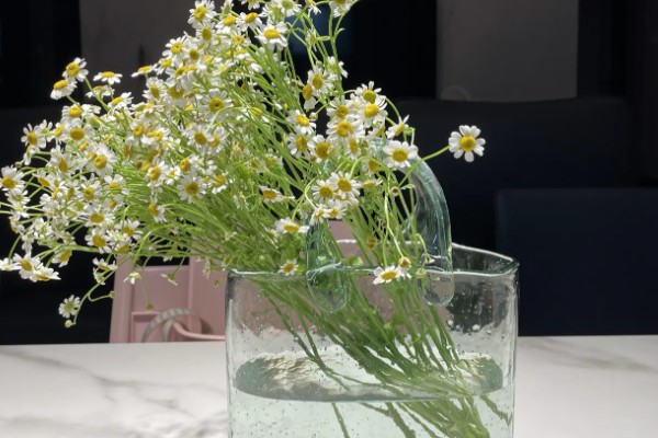 雏菊需要水吗,需要用水