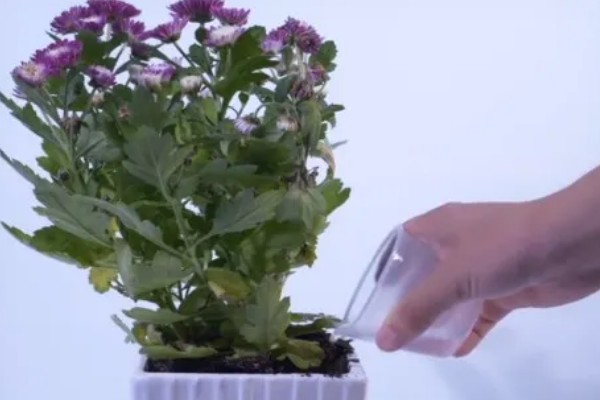 雏菊需要水吗,需要用水