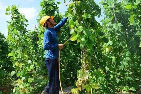 扁豆的简介,属于豆科、扁豆属藤本植物