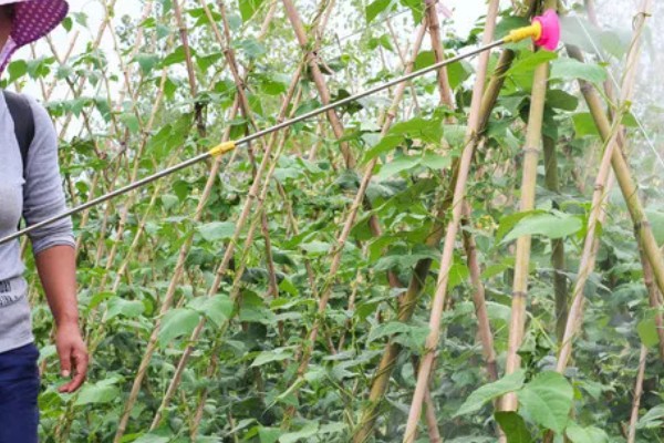 扁豆的简介,属于豆科、扁豆属藤本植物