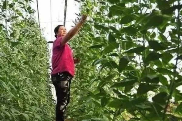 扁豆的简介,属于豆科、扁豆属藤本植物