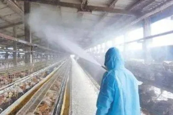 养鸡为什么晚上要有灯，有助于提高鸡棚内的温度
