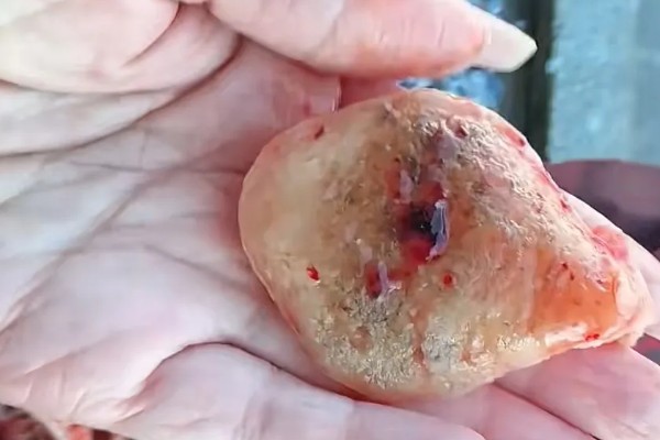 青鱼石的作用,主要用来观赏