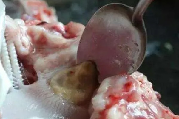 青鱼石的作用,主要用来观赏