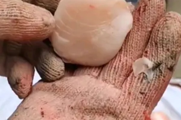青鱼石的作用,主要用来观赏