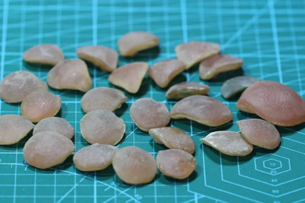 青鱼石的作用,主要用来观赏