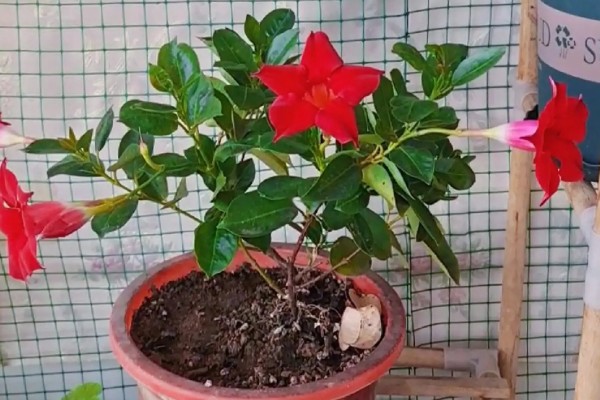 双喜腾黄叶子的原因,可能是光照不足所致