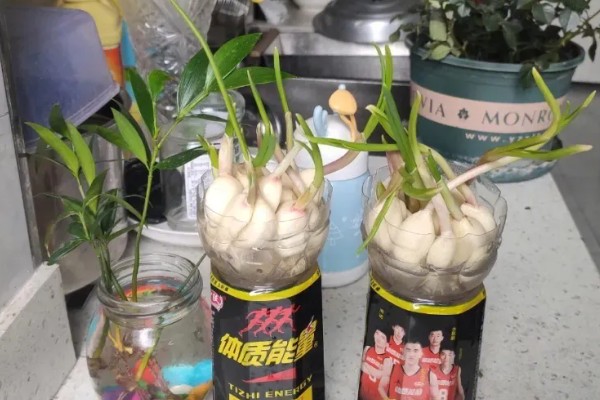 水培蒜苗使用哪些肥料,使用氮肥和复合肥可促进叶片生长