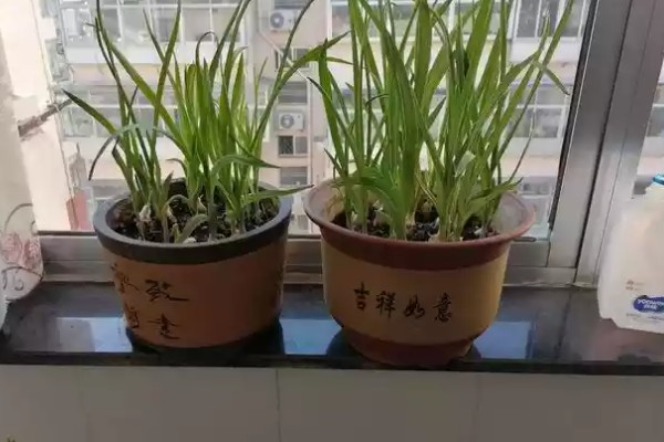 水培蒜苗使用哪些肥料,使用氮肥和复合肥可促进叶片生长