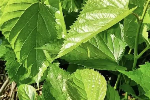 荷兰猪喜欢吃哪些食物,喜欢吃水果、蔬菜等