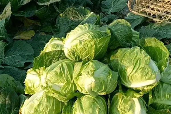 荷兰猪喜欢吃哪些食物,喜欢吃水果、蔬菜等