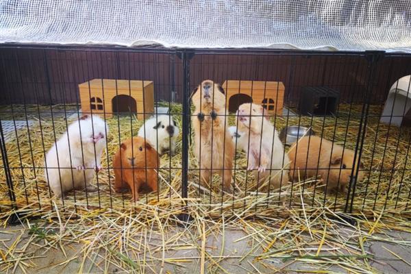 荷兰猪喜欢吃哪些食物,喜欢吃水果、蔬菜等