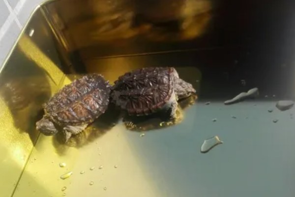 鳄龟多久喂一次，最好每天都喂