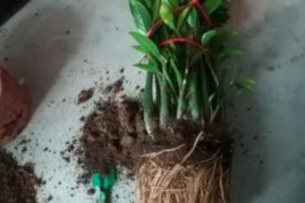 金钱树的换盆方法，剪除不良根系涂抹草木灰后再栽种