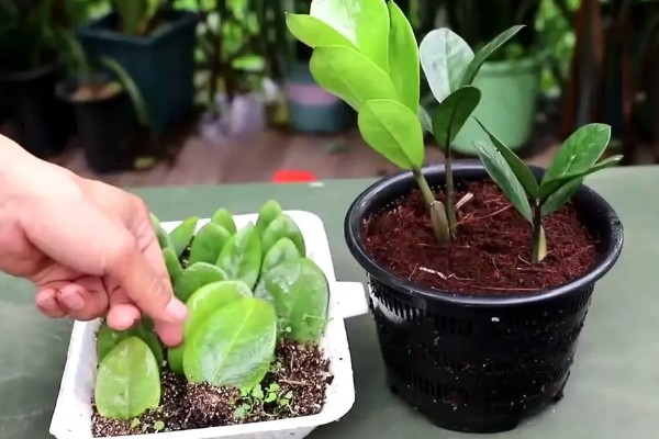 金钱树的换盆方法，剪除不良根系涂抹草木灰后再栽种