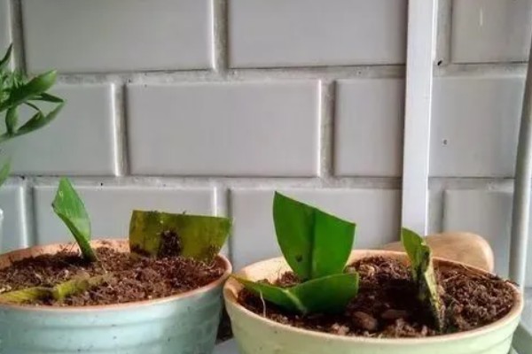 金钱树的换盆方法，剪除不良根系涂抹草木灰后再栽种