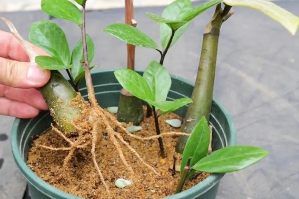 金钱树的换盆方法，剪除不良根系涂抹草木灰后再栽种