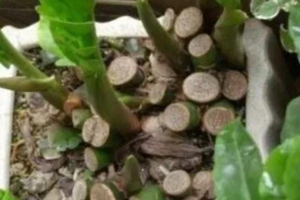 金钱树的换盆方法，剪除不良根系涂抹草木灰后再栽种
