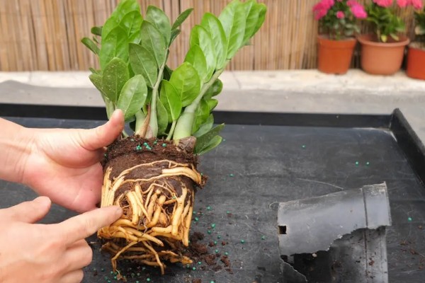 金钱树的换盆方法，剪除不良根系涂抹草木灰后再栽种
