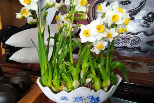 水仙花的水培方法，放在有散光的地方养护