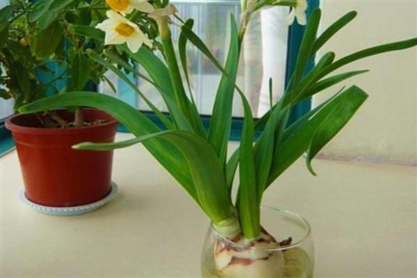 水仙花的水培方法，放在有散光的地方养护