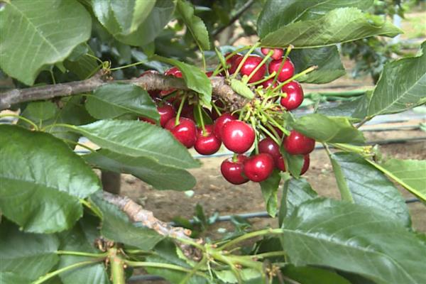 大棚樱桃温度和湿度如何管理,花期白天保持在20-22℃