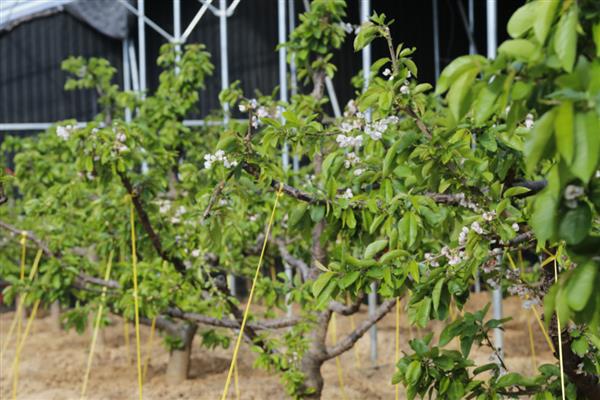 大棚樱桃温度和湿度如何管理,花期白天保持在20-22℃